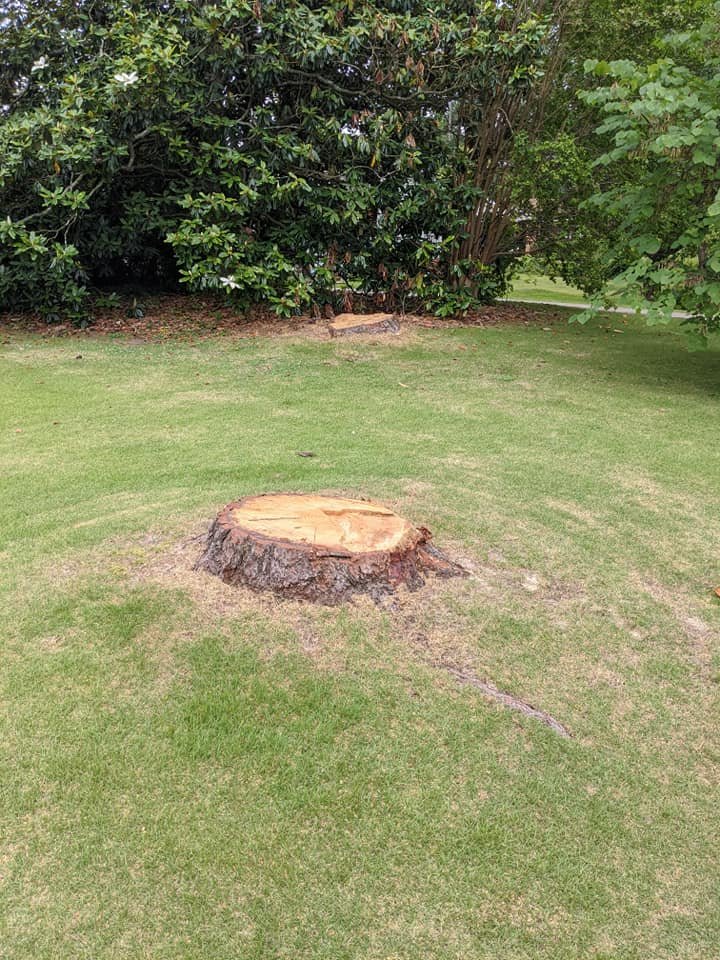Stumps in a residential lawn before removal